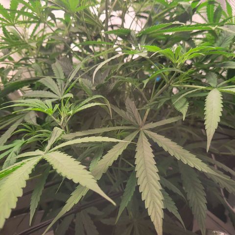 Blueberry Cheese Auto growlog timeline photo