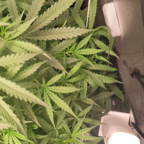 Blueberry Cheese Auto growlog timeline photo
