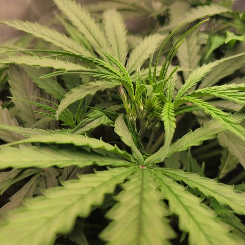 Blueberry Cheese Auto growlog timeline photo