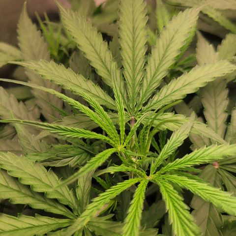 Blueberry Cheese Auto growlog timeline photo