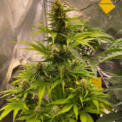 Skittlez Automatic growlog timeline photo