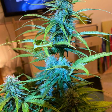 Skittlez Automatic growlog timeline photo
