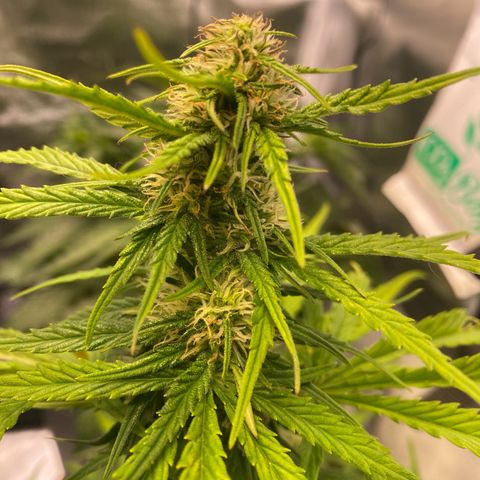 Skittlez Automatic growlog timeline photo