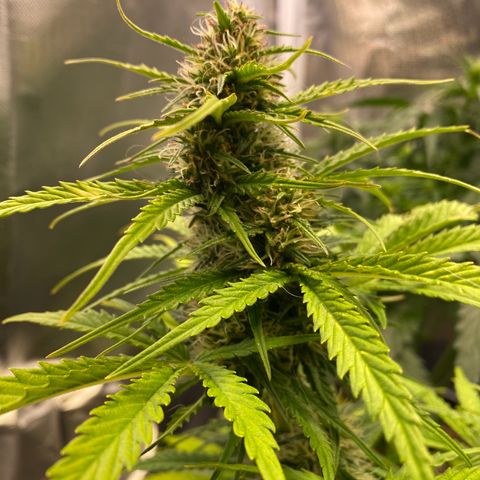 Skittlez Automatic growlog timeline photo