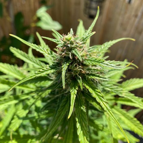 Skittlez Automatic growlog photo: Umzug auf Balkon 