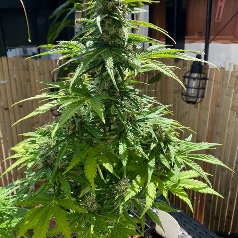 Skittlez Automatic growlog photo: Umzug auf Balkon 