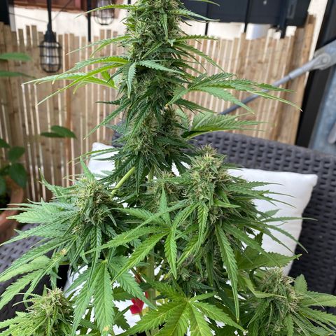 Skittlez Automatic growlog timeline photo
