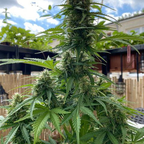 Skittlez Automatic growlog timeline photo