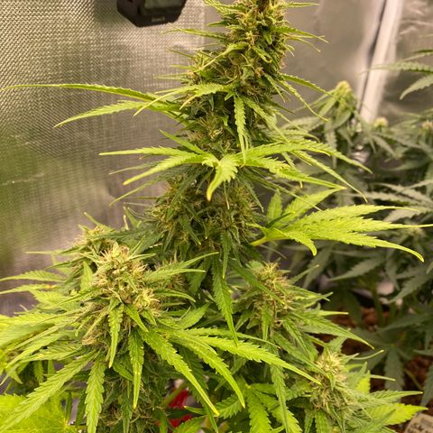 Skittlez Automatic growlog timeline photo