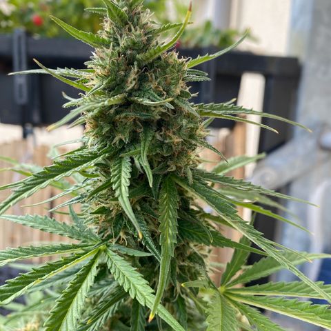 Skittlez Automatic growlog timeline photo