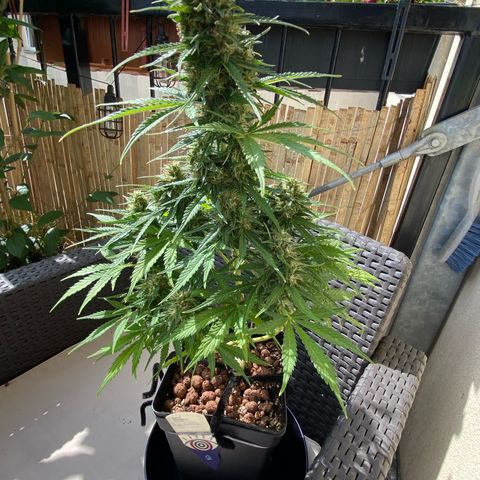 Skittlez Automatic growlog timeline photo