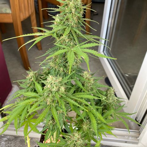 Skittlez Automatic growlog timeline photo