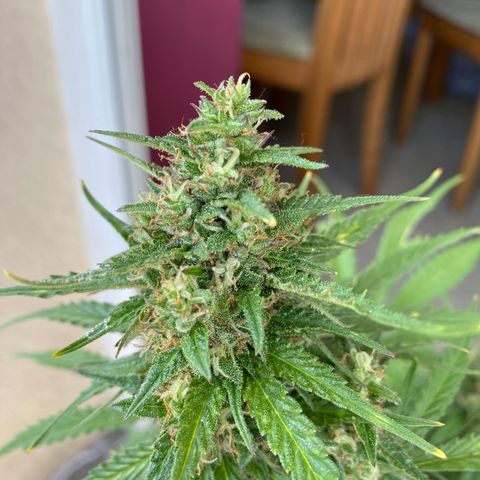 Skittlez Automatic growlog timeline photo