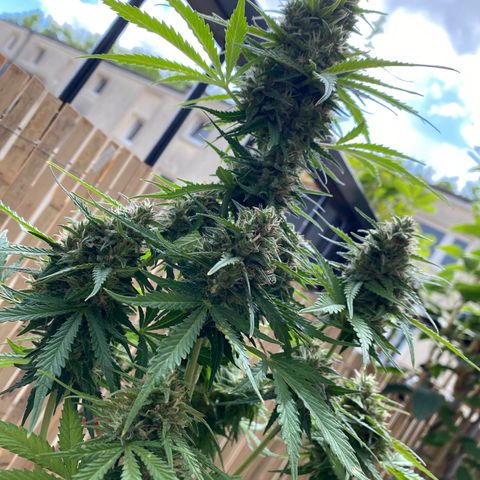 Skittlez Automatic growlog timeline photo