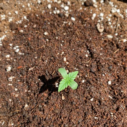 Apricot Auto / Fast Buds  growlog photo: Tag 3