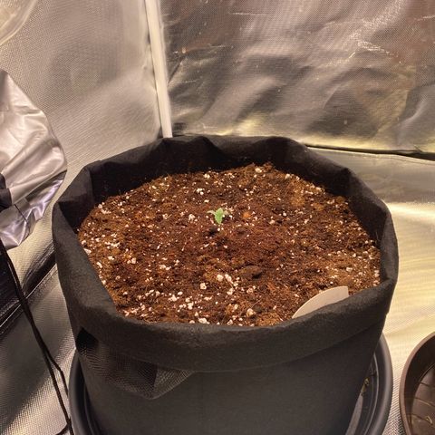Apricot Auto / Fast Buds  growlog photo: Umzug ins Zelt 