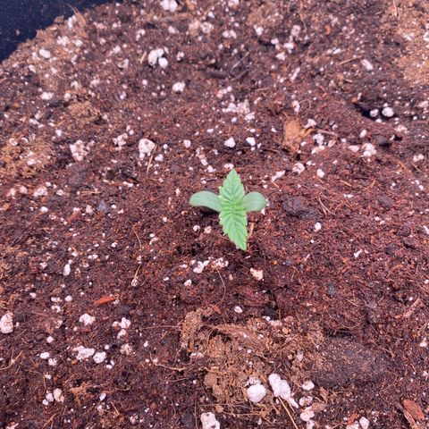 Apricot Auto / Fast Buds  growlog photo: Umzug ins Zelt 