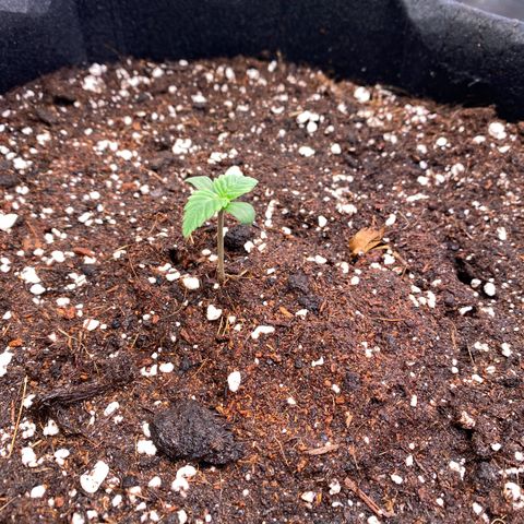 Apricot Auto / Fast Buds  growlog timeline photo