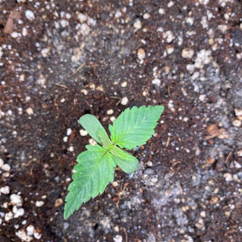 Apricot Auto / Fast Buds  growlog photo: Luftfeuchtigkeit nur bei 50 %. Versuche zu korrigieren 