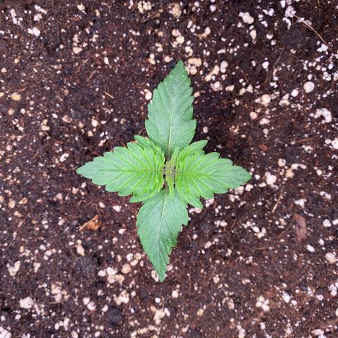 Apricot Auto / Fast Buds  growlog timeline photo