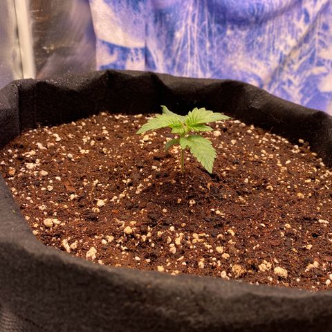 Apricot Auto / Fast Buds  growlog timeline photo