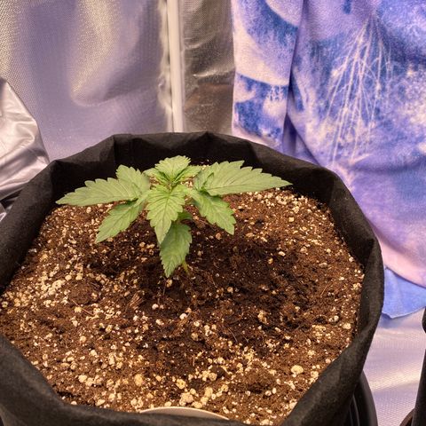 Apricot Auto / Fast Buds  growlog timeline photo