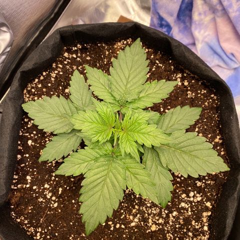 Apricot Auto / Fast Buds  growlog timeline photo