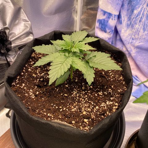 Apricot Auto / Fast Buds  growlog timeline photo