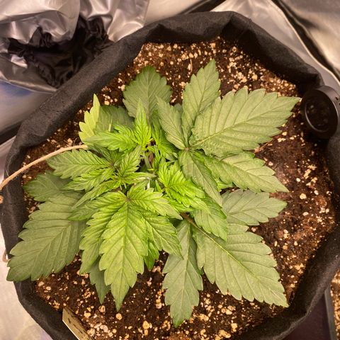 Apricot Auto / Fast Buds  growlog photo: Blütewoche 1