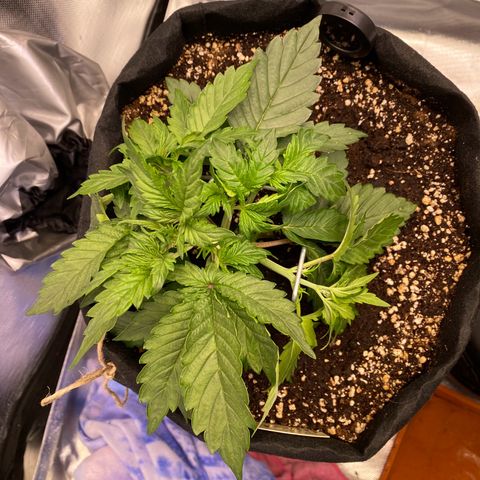 Apricot Auto / Fast Buds  growlog timeline photo