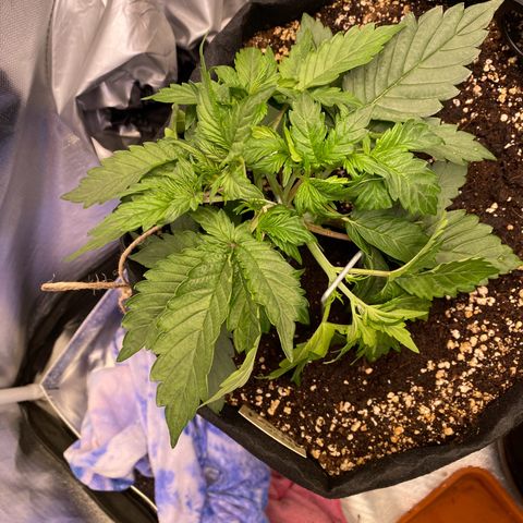 Apricot Auto / Fast Buds  growlog timeline photo