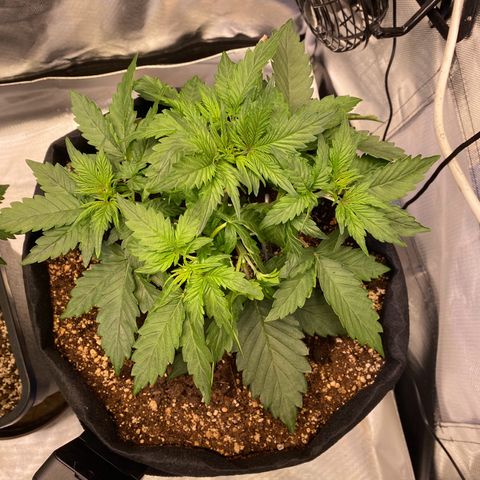 Apricot Auto / Fast Buds  growlog photo: Tag 19