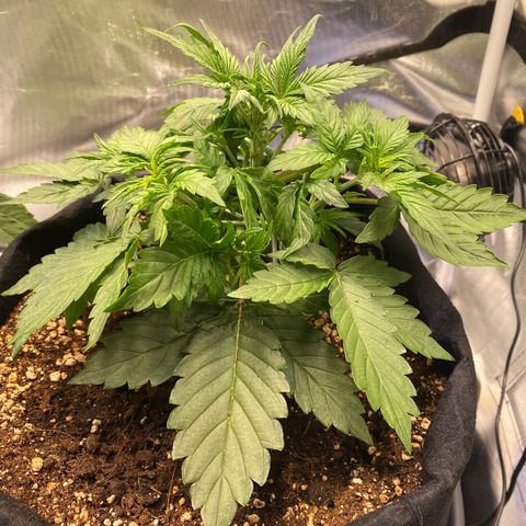 Apricot Auto / Fast Buds  growlog photo: Tag 19