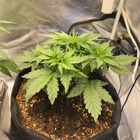 Apricot Auto / Fast Buds  growlog timeline photo