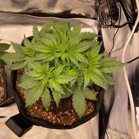 Apricot Auto / Fast Buds  growlog timeline photo