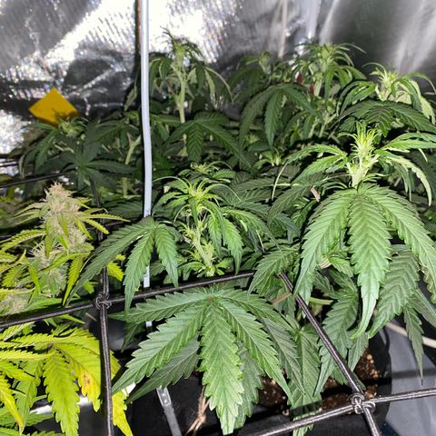 Apricot Auto / Fast Buds  growlog photo: Rechts Apricot Auto