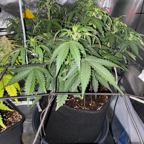 Apricot Auto / Fast Buds  growlog timeline photo