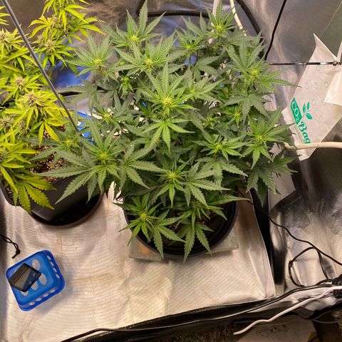Apricot Auto / Fast Buds  growlog timeline photo
