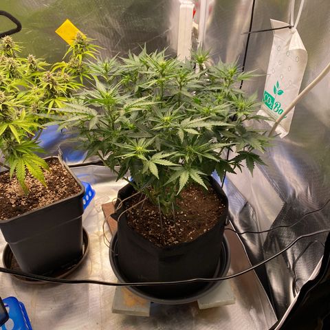 Apricot Auto / Fast Buds  growlog timeline photo