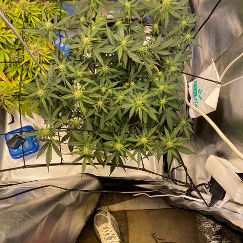 Apricot Auto / Fast Buds  growlog timeline photo