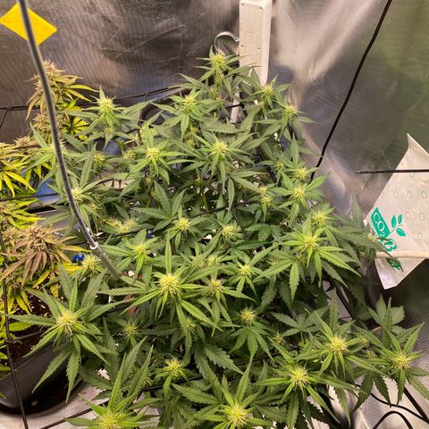 Apricot Auto / Fast Buds  growlog timeline photo