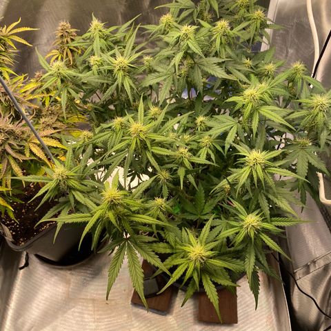 Apricot Auto / Fast Buds  growlog timeline photo