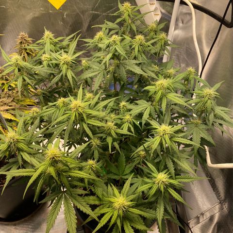 Apricot Auto / Fast Buds  growlog timeline photo