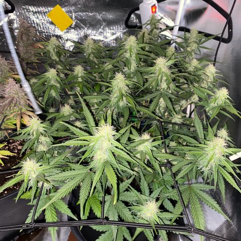 Apricot Auto / Fast Buds  growlog timeline photo