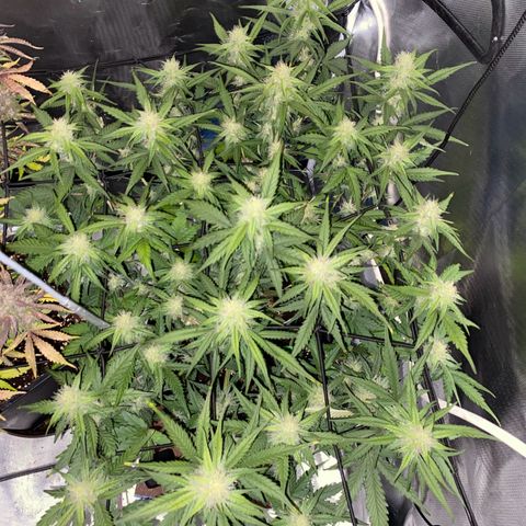 Apricot Auto / Fast Buds  growlog timeline photo