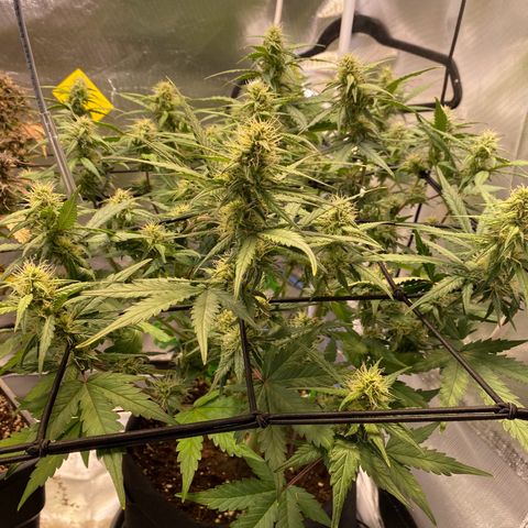 Apricot Auto / Fast Buds  growlog timeline photo