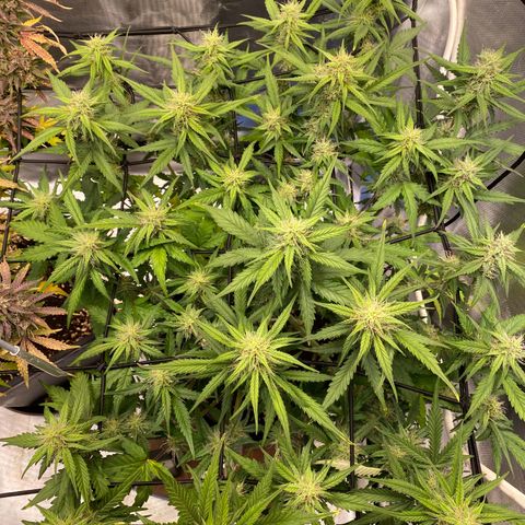 Apricot Auto / Fast Buds  growlog timeline photo