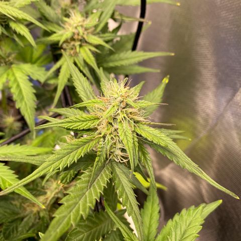 Apricot Auto / Fast Buds  growlog timeline photo