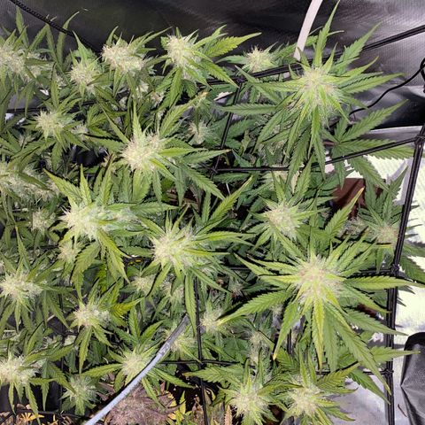 Apricot Auto / Fast Buds  growlog timeline photo