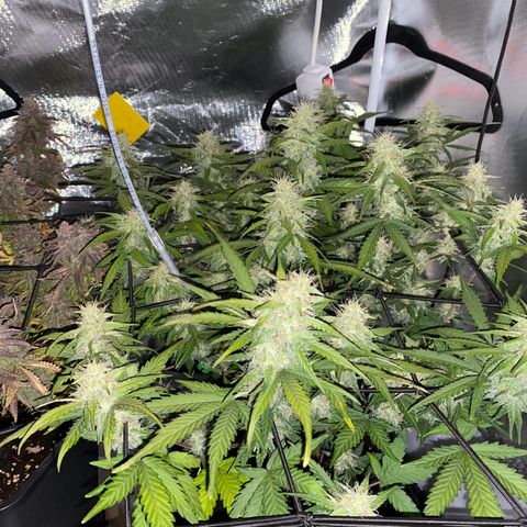 Apricot Auto / Fast Buds  growlog timeline photo